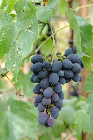 Bunch of black grape hanging among green leavesの写真素材