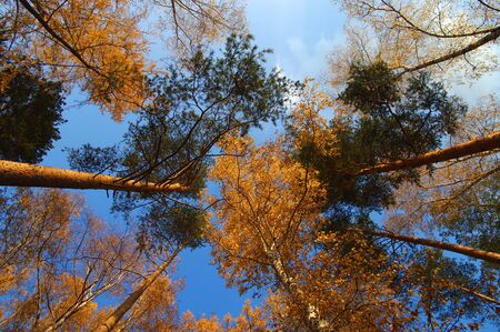 Multi-color autumn trees highs in october on a blue sky backgroudの写真素材