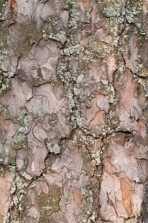 Pine tree bark texture, pattern, background, wallpaperの写真素材