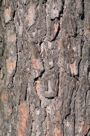 Pine tree bark texture, pattern, background, wallpaper verticalの写真素材