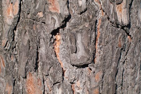 Pine tree bark texture, pattern, background, wallpaper horizontalの写真素材