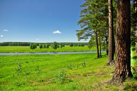 Midday summer landscape with pine trees, meadow and a riverの写真素材