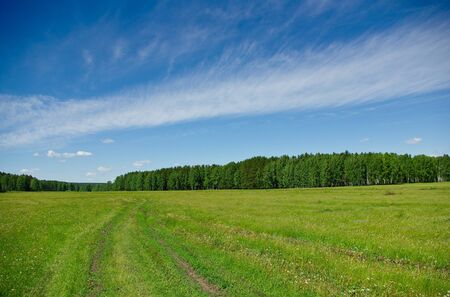 Summer landscape with a road going through the field to the forestの写真素材