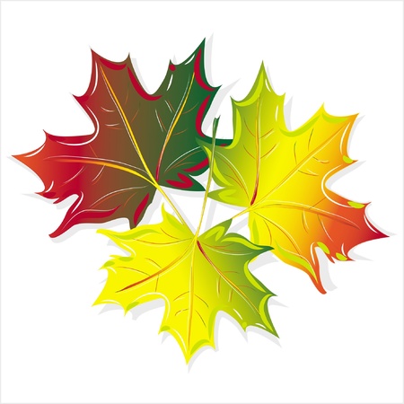 pattern maple leaf, isolated on white background rasterのイラスト素材