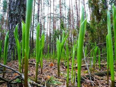 Lilies of the valley