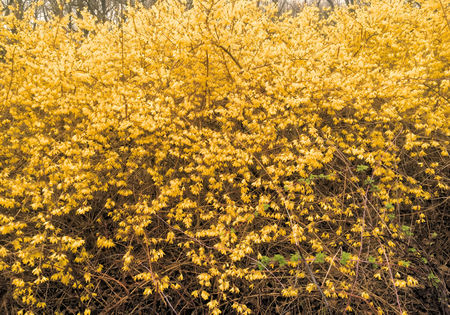 Forsythiaの写真素材