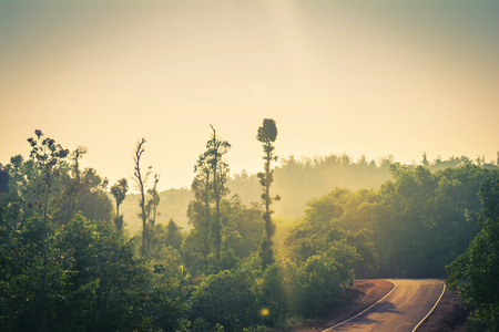 Country highway through the forestの写真素材