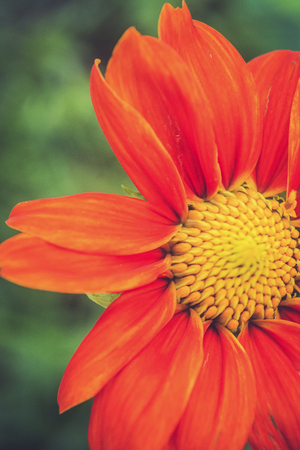 single Transvaal daisy flower on green backgroundの写真素材