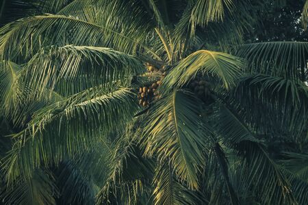 Tropical coconut palm tree