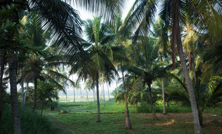 coconut tree farm in India