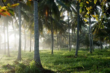 coconut tree farm in Indiaの写真素材