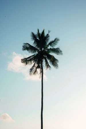 coconut tree farm in India