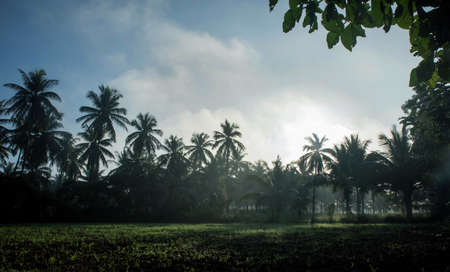 coconut tree farm in Indiaの写真素材