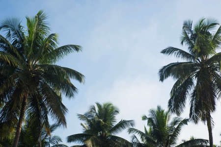 coconut tree farm in India