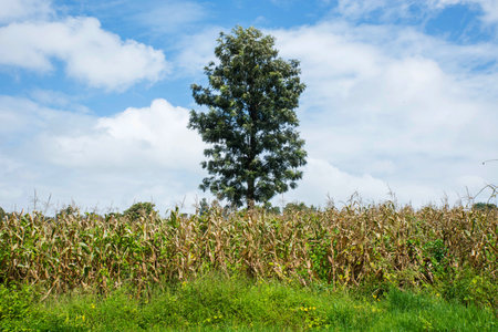idyllic Country side Landscape - blue sky with white cloudsの写真素材