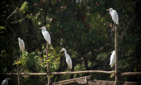 group of Great egret resting on wooden fenceの写真素材