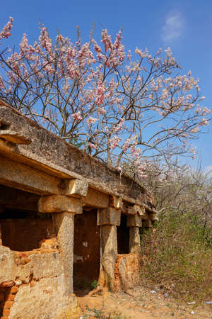 tree branches full of flower against blue skyの写真素材