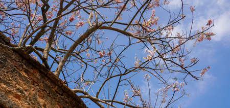 tree branches full of flower against blue sky