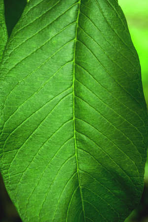 close up of Green leaf texture background