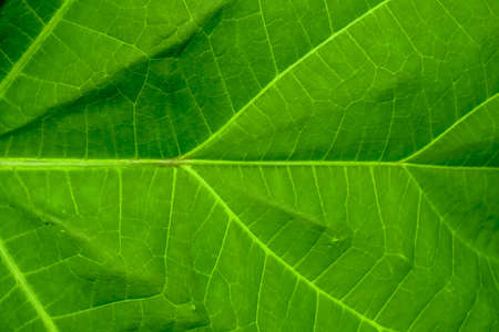 close up of Green leaf texture backgroundの写真素材