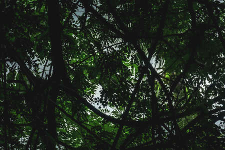 trees in the forest in the rainy seasonの写真素材