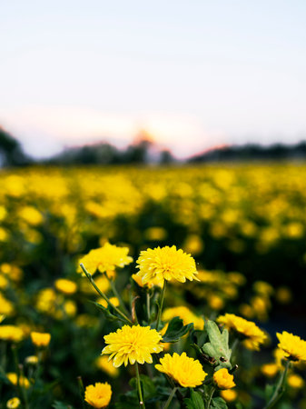 Chrysanthemum flower in the field, Chiangmai Thailand.の写真素材
