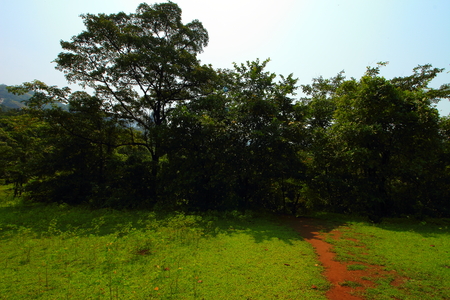 A hiking trail through the forests of the western ghats of Maharashtra, India en route Kokandiva.の写真素材
