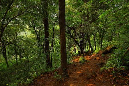 A hiking trail to Andharban through the dense forests of the western ghats of Maharashtra, India.の写真素材