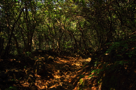 A hiking trail to Andharban through the dense forests of the western ghats of Maharashtra, India.の写真素材