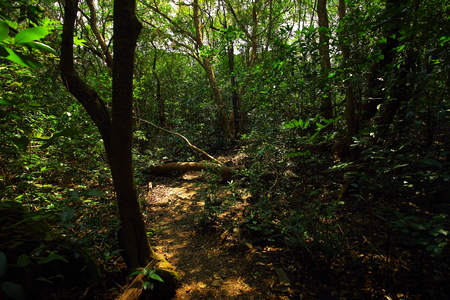 A hiking trail to Andharban through the dense forests of the western ghats of Maharashtra, India.の写真素材