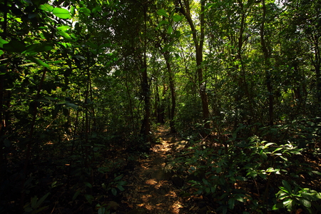 A hiking trail to Andharban through the dense forests of the western ghats of Maharashtra, India.の写真素材