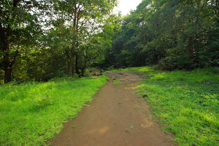 A road through Grassland with forests of the Western ghats of Maharashtra in the background on the Andharban trail.の写真素材