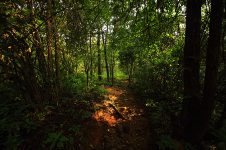 A hiking trail to Andharban through the dense forests of the western ghats of Maharashtra, India.の写真素材