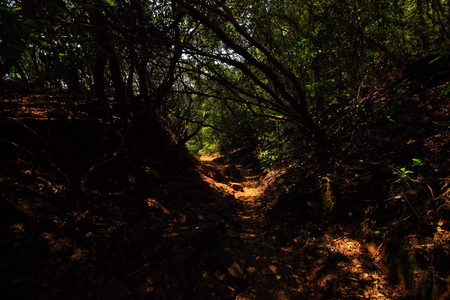 A hiking trail to Andharban through the dense forests of the western ghats of Maharashtra, India.の写真素材