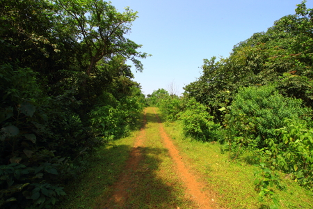 A jeep track through the forests of the Western ghats of Maharashtra, India on a clear day.の写真素材