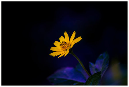 flowerの写真素材