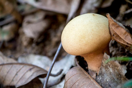 Mushroomの写真素材
