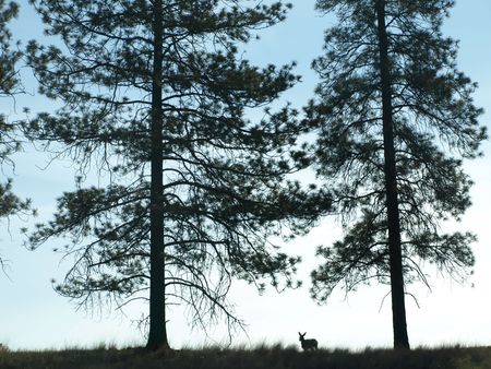 Deer on hillside with 2 towering treesの写真素材