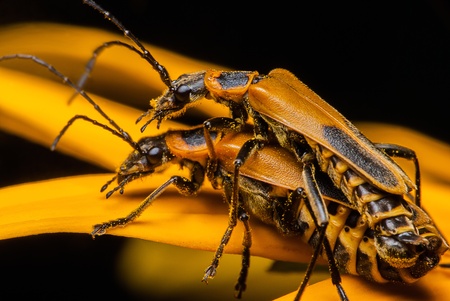A pair of Goldenrod Soldier Beetles - Chauliognathus pennsylvanicus mating on a Black-Eyed Susan.  These garden visitors are often desired by gardeners because they prey on aphids, caterpillars, and grasshopper eggs and other garden pests.の写真素材