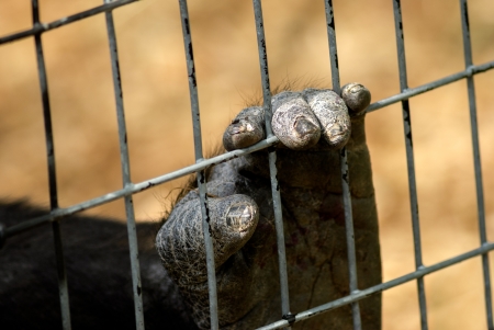 Close of a Gorilla's hand or foot with dry cracked skin, clutching a wire fence. の写真素材
