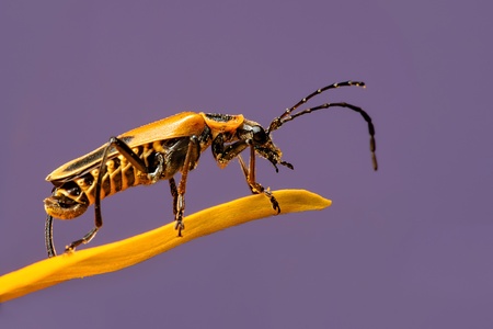 A Goldenrod Soldier Beetle - Chauliognathus pennsylvanicus on a Black Eyed Susan petal   These...