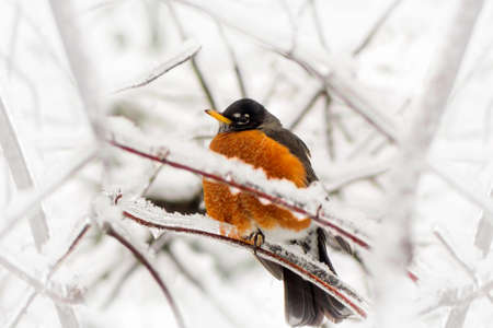 An American Robin red breast, Turdus migratorius, an iconic herald of spring caught in a late spring or early winter snow and ice storm   の写真素材