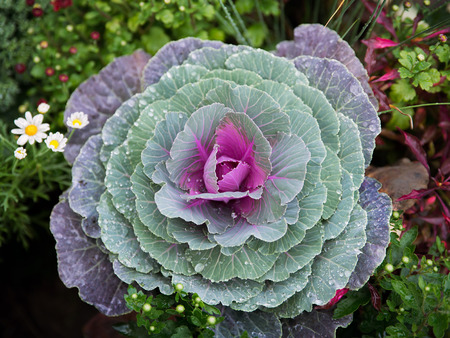 Garden fresh cabbage or Kale growing amongst the perennials の写真素材
