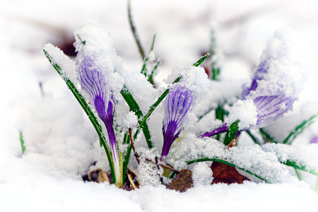 Purple Crocuses pushing their way up through the snow.
の写真素材