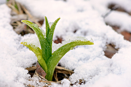 A Daylily shoot or sprout caught in a late spring snow fall.  A reminder to gardeners against planting too early in the gardening season. 
の写真素材