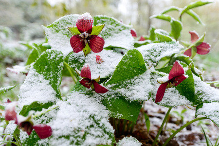 Red Trillium erectum caught in an unexpected late spring snowfall.  A reminder to gardeners against planting too early in the gardening season. の写真素材