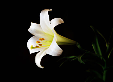 An Easter or November Lily bloom set aglow against a deep black background. Native to the Ryukyu Islands, Japan, this flower is a symbol of rebirth and resurrection in Christian cultures.     

の写真素材