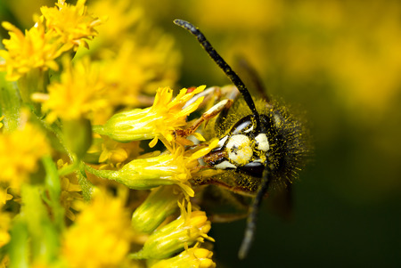 An extreme closeup of a bald-faced hornet feeding from small yellow flowers 