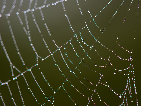 Close up of water droplets on a spider web.