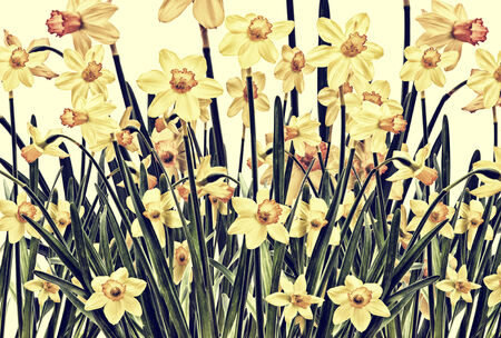 Daffodil photo art design depicting a field of yellow flowers.  Processed and toned for a vintage faded retro look.の写真素材